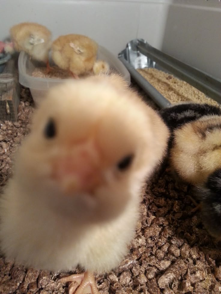 Chicky Run Punya Skin-Skin Lucu yang Bisa Kamu Koleksi!